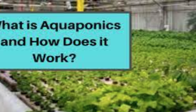 Aquaponics Farming