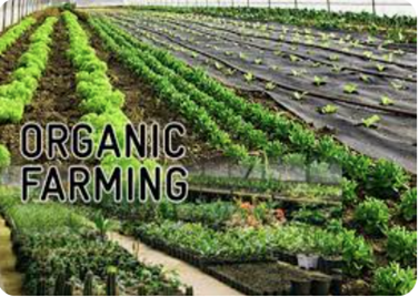 How to Start a Organic Farming Operation - Start now