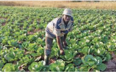 How to start a  Small Holder Farm Operation Now?