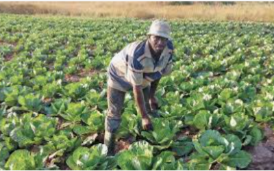 Small Holder Farms