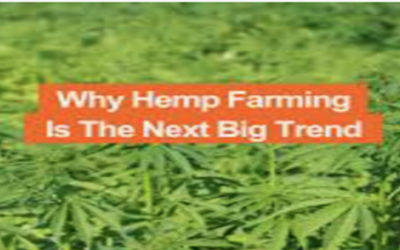 How to Start Hemp a Farming and Production Operation Now?