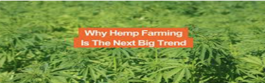 How to Start Hemp a Farming and Production Operation Now?