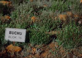 How to start a Buchu Farming Operation Now?