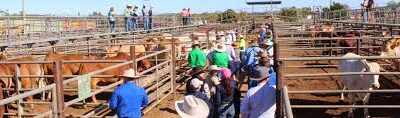 Commercial Cattle Farming & Production