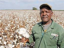 How Profitable is Cotton Farming Now?