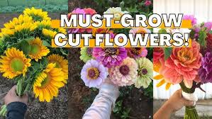 Floriculture & Roses Farming – How to Start Successfully Now