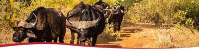 How to start Game Farming and Eco Tourism Operation Now