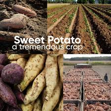 Sweet Potato Farming & Production Now