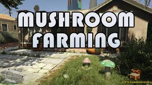 How to start a Successful Mushroom Farming now!