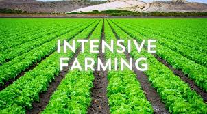 Intensive Farming | How to start successfully now?
