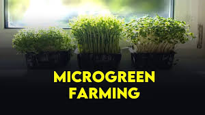 Organic Micro-greens Farming | How to start successfully now?