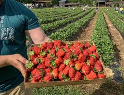 How to Start a Successful Strawberries Farming Operation Now?